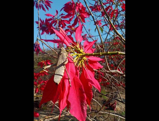 FARM FOR SALE IN ROOSSENEKAL AH